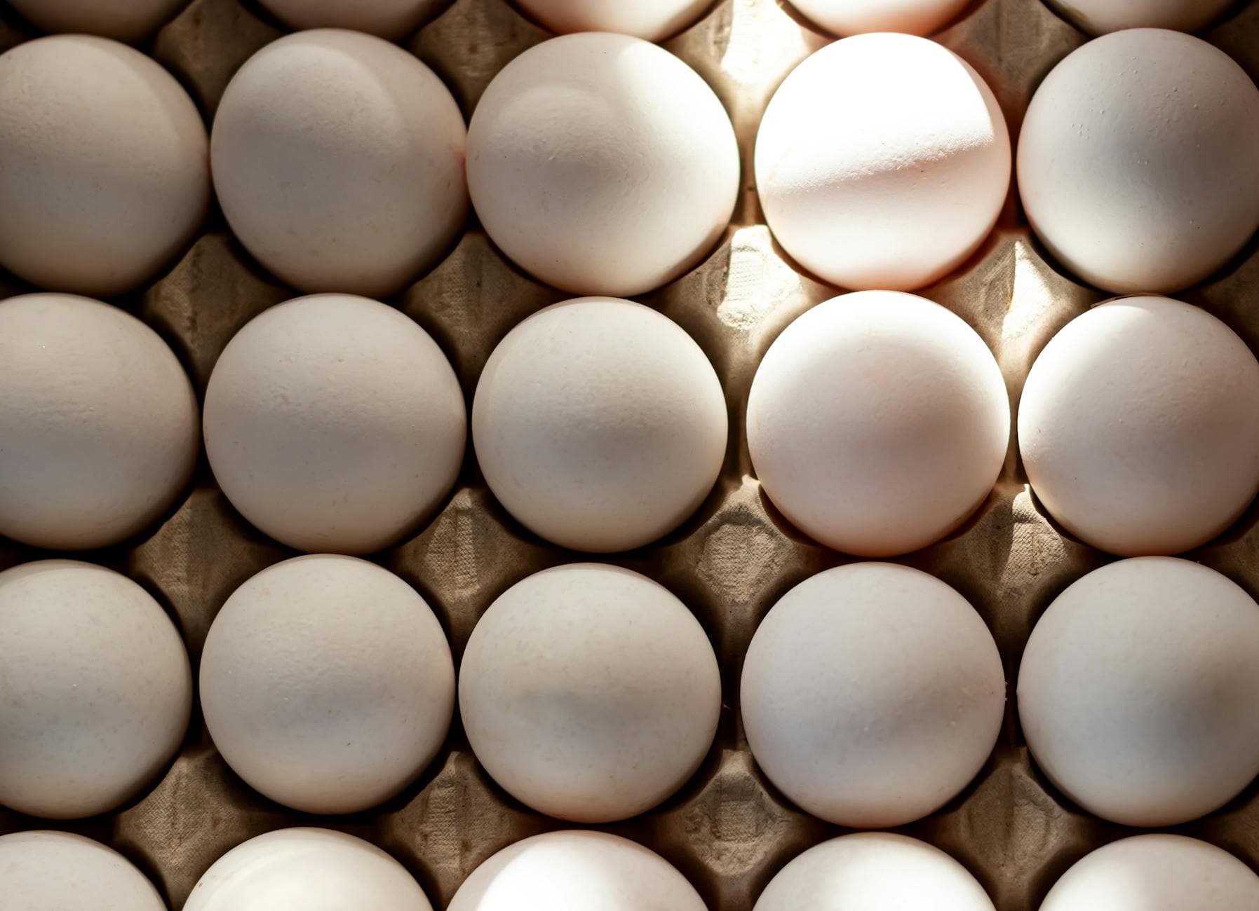 eggs